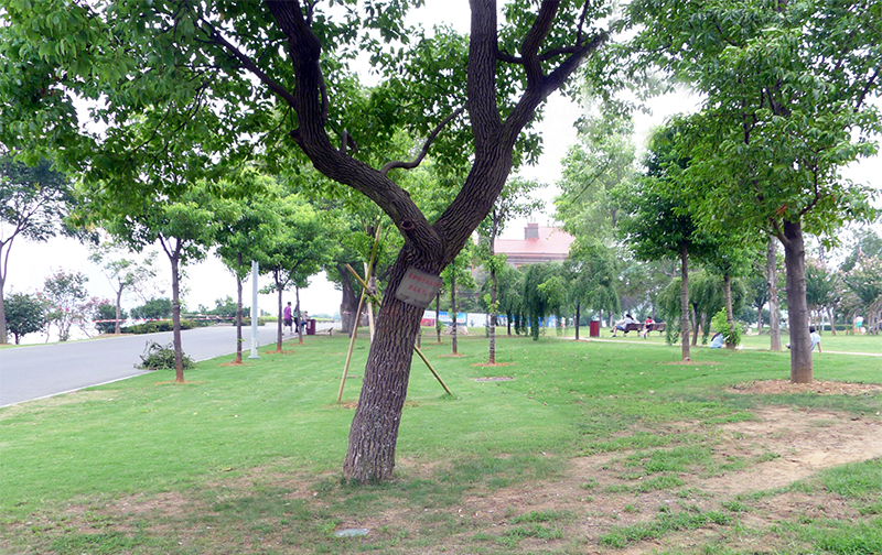 我家門(mén)前的那棵樹(shù)